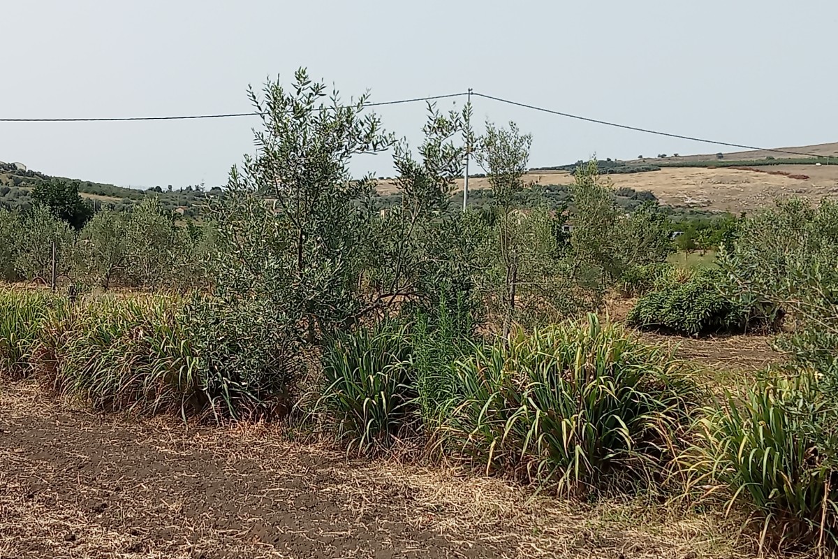 Piante di lemongrass sulla fila dell'olivo